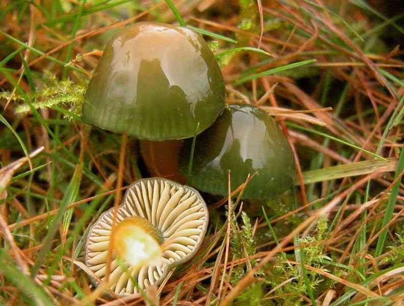 Parrot waxcap