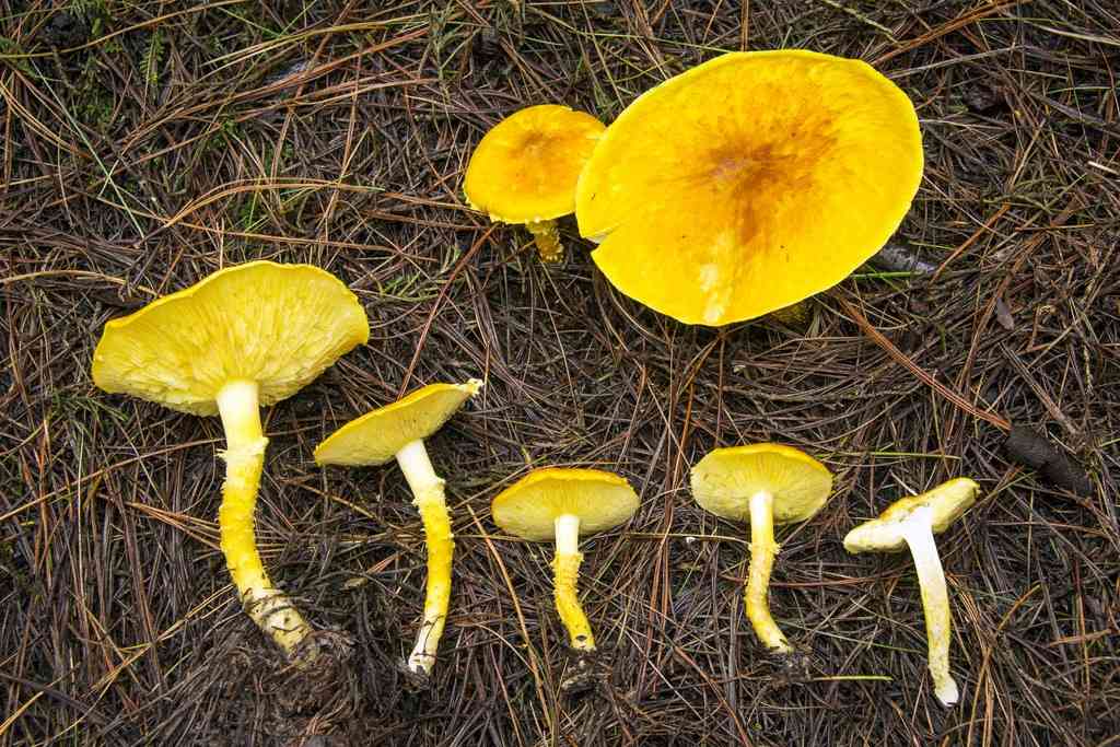 Floccularia luteovirens