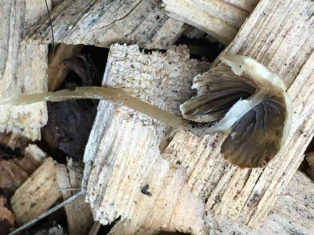 Psathyrella prona (Psathyrella prona) thumbnail 3