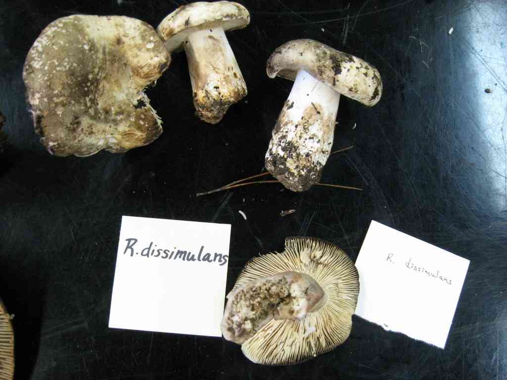 Russula dissimulans (Russula dissimulans) thumbnail 3