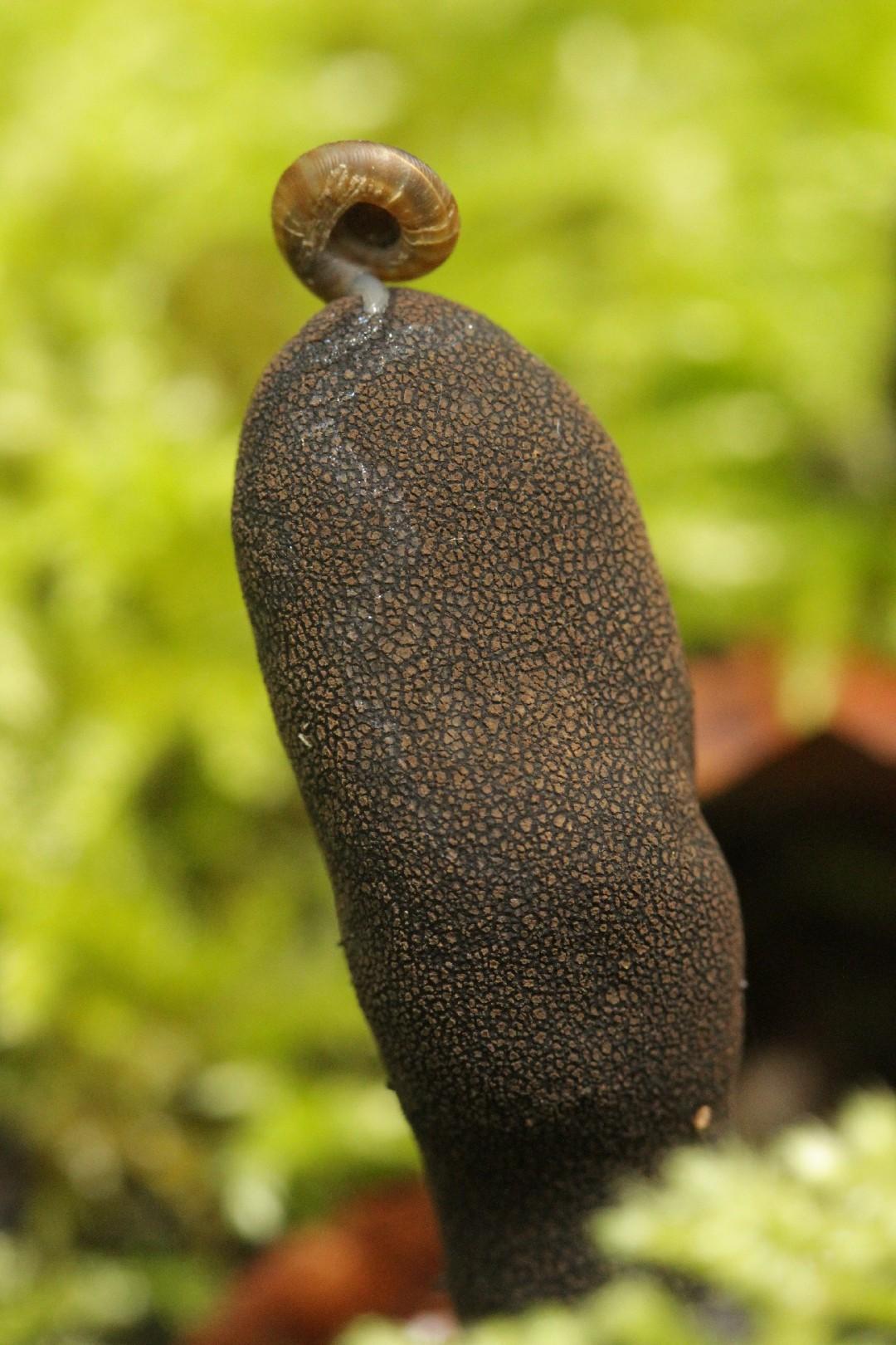 Dead man's fingers