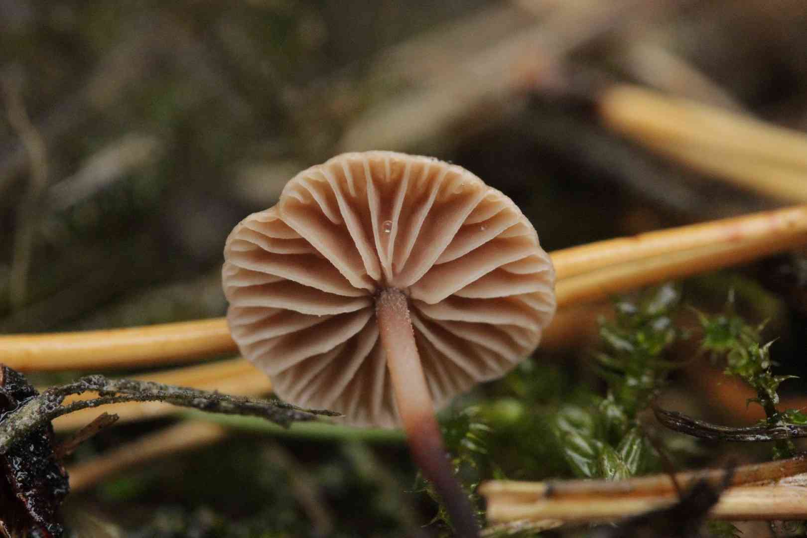 Stinking parachute (Gymnopus perforans) thumbnail 3