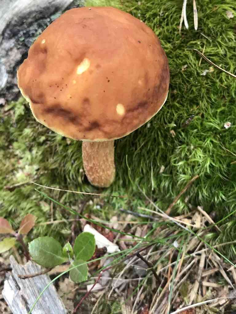 Ashtray bolete (Leccinum rubropunctum) thumbnail 1