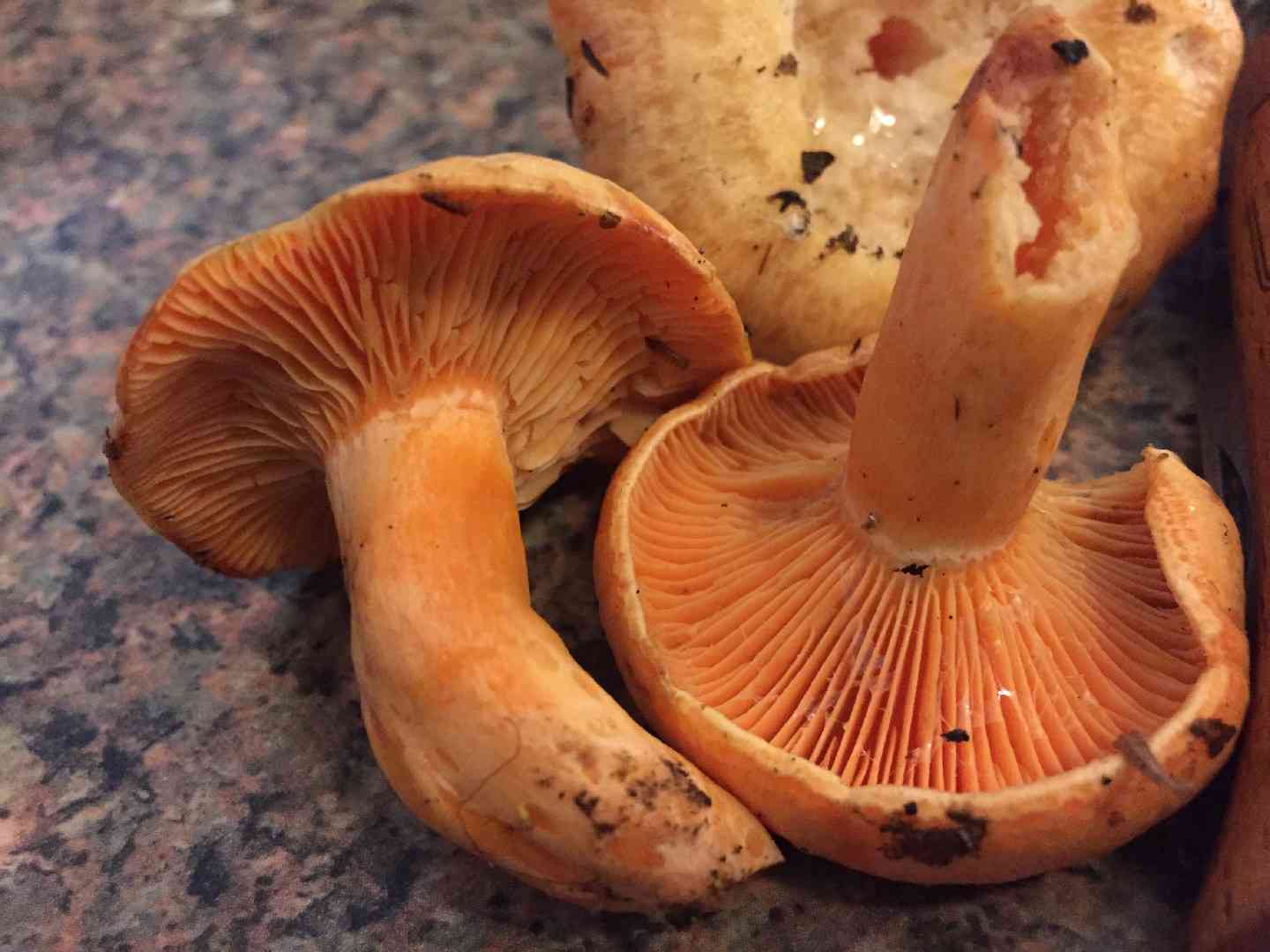 Salmon milkcap (Lactarius salmonicolor) thumbnail 2