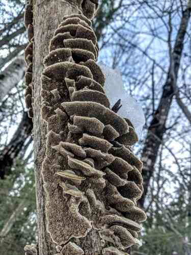 Mossy maze polypore (Cerrena unicolor) thumbnail 3