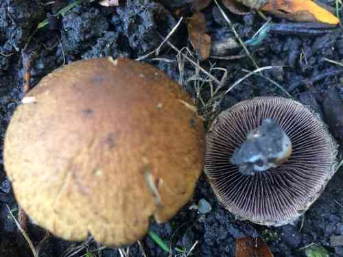 Weeping widow (Lacrymaria lacrymabunda) thumbnail 3