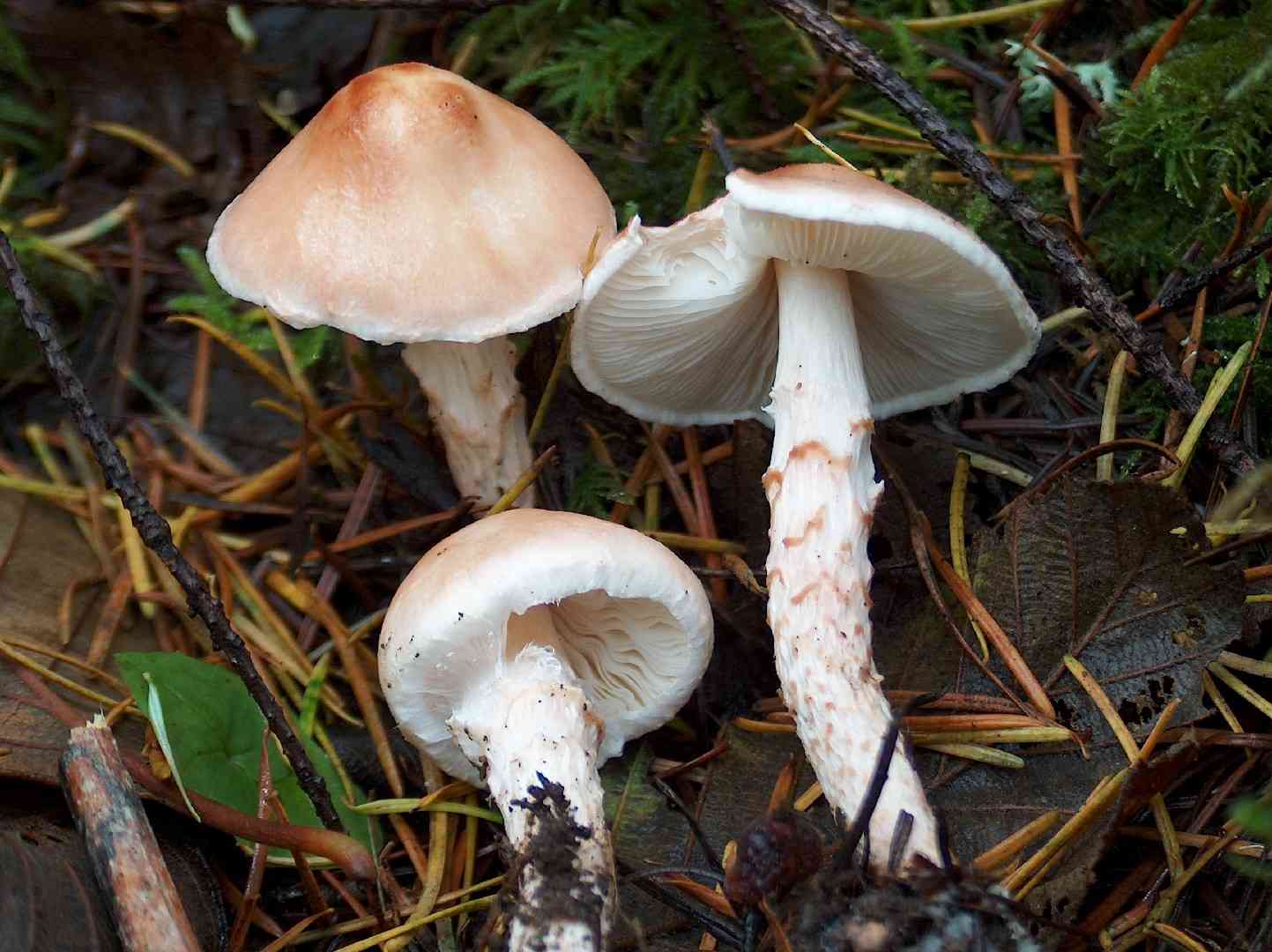 Fatal dapperling (Lepiota subincarnata) thumbnail 1