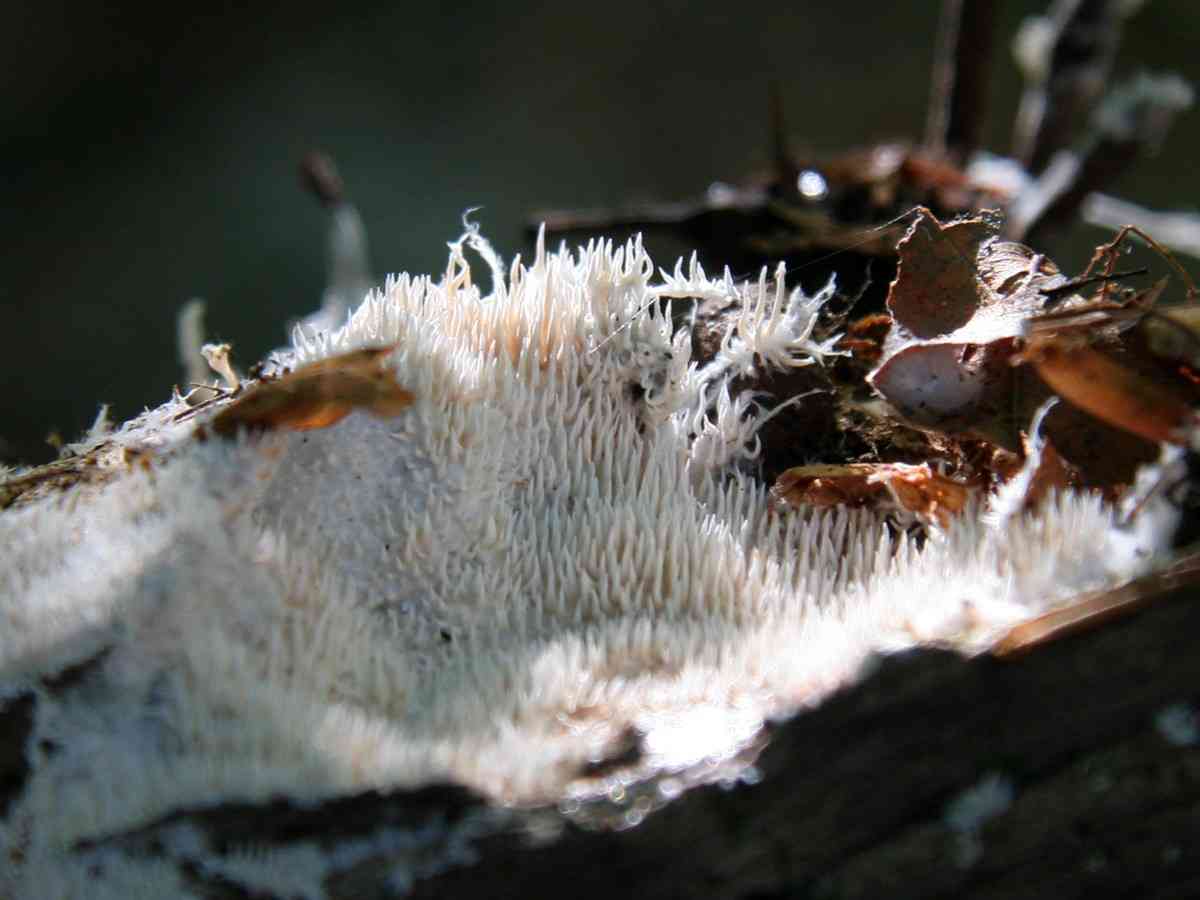 Kavinia alboviridis (Kavinia alboviridis) thumbnail 1