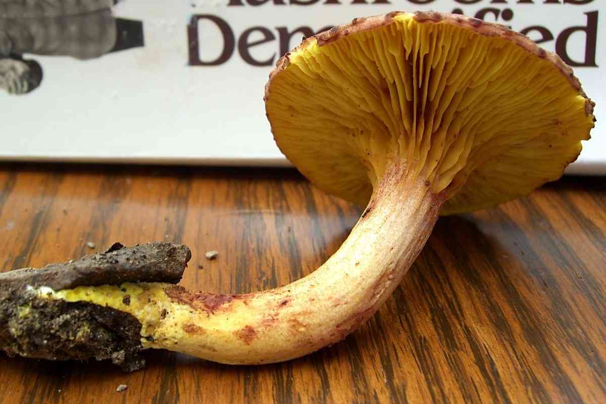 Gilled bolete (Phylloporus rhodoxanthus) thumbnail 3