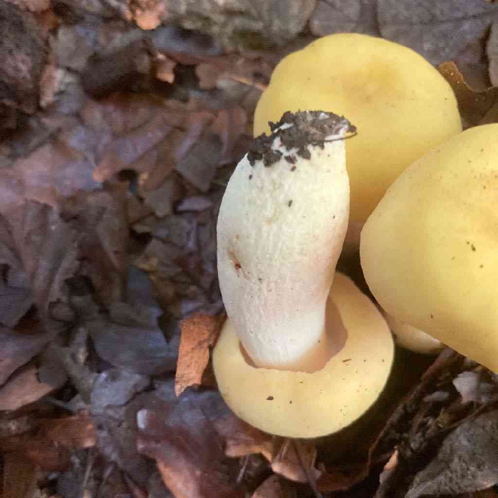 Velvet brittlegill (Russula violeipes) thumbnail 1