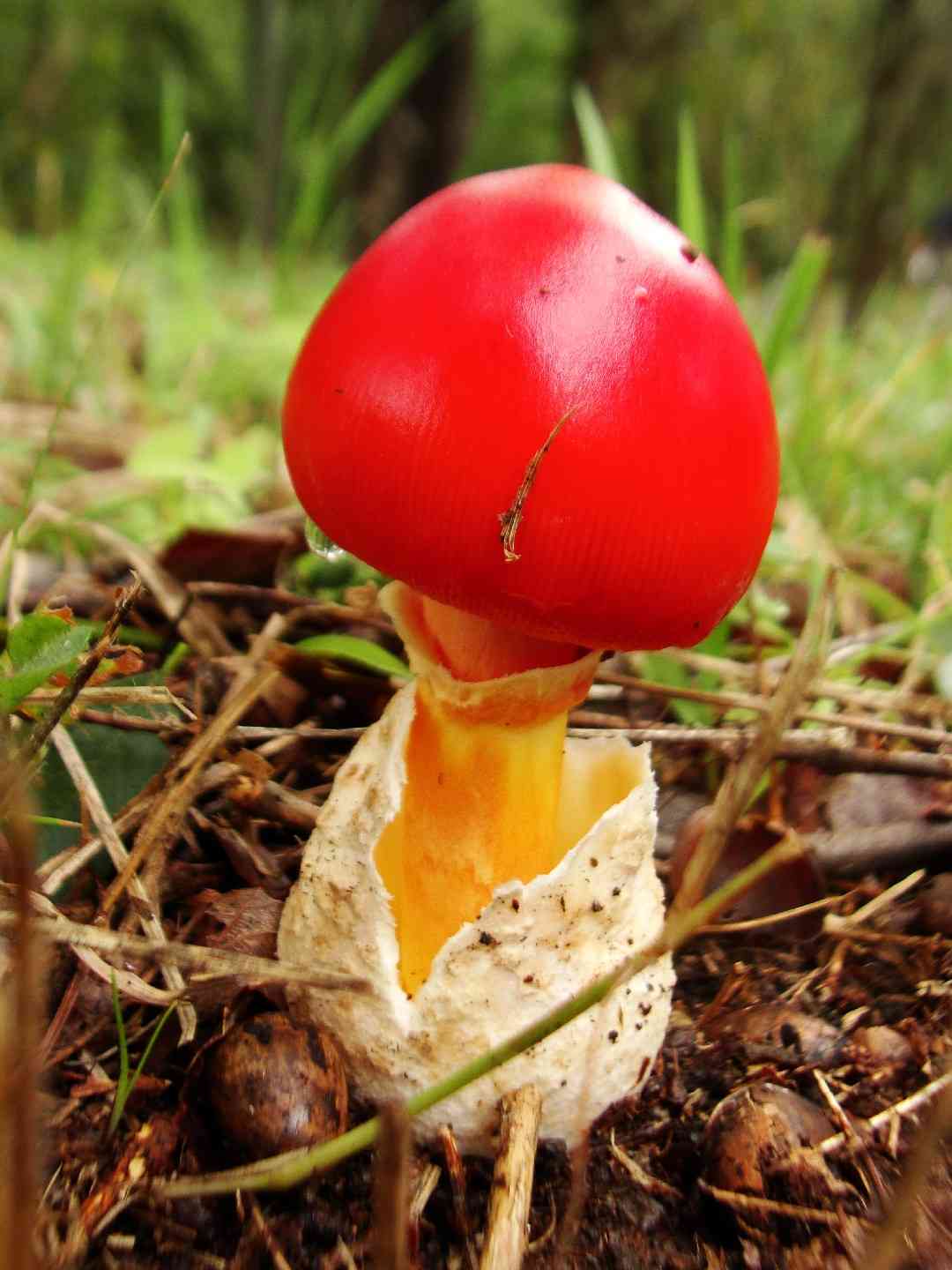 Amanita caesareoides (Amanita caesareoides) thumbnail 3