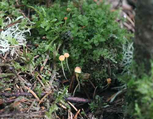 Orange bonnet (Mycena acicula) thumbnail 3