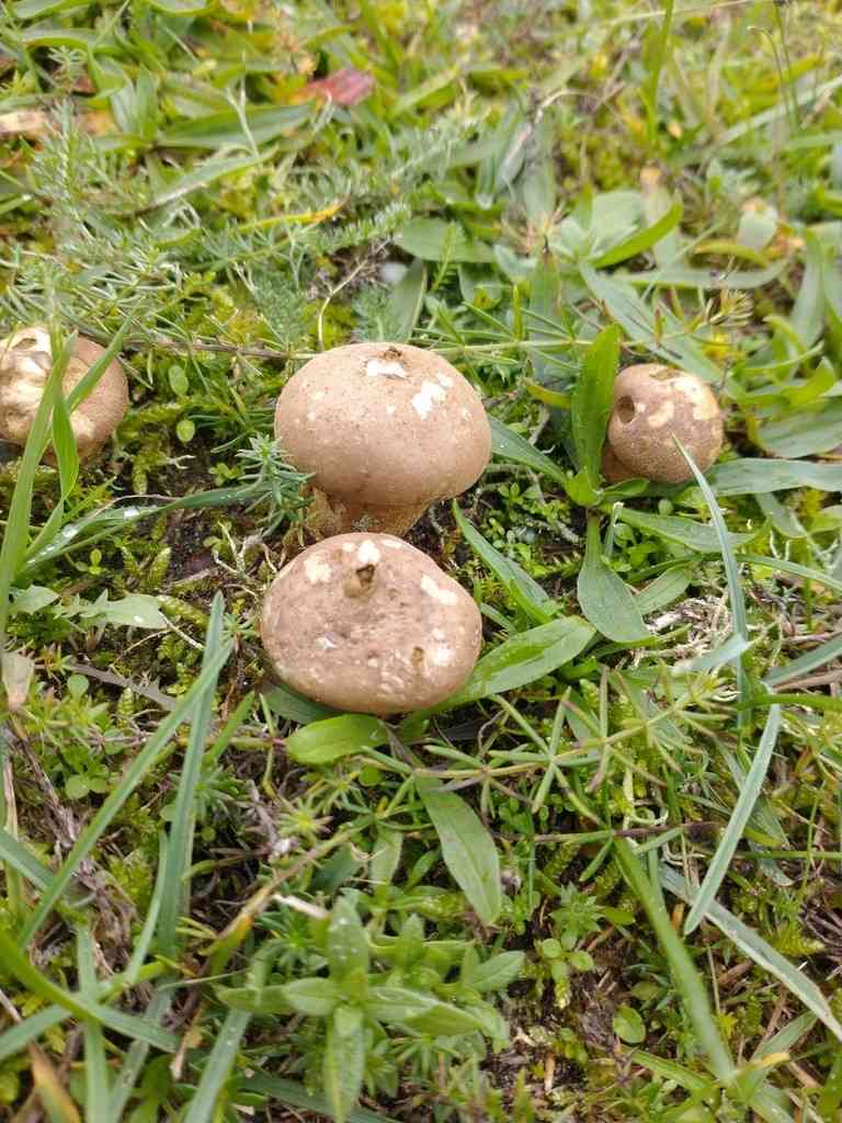 Grassland puffball (Lycoperdon lividum) thumbnail 2