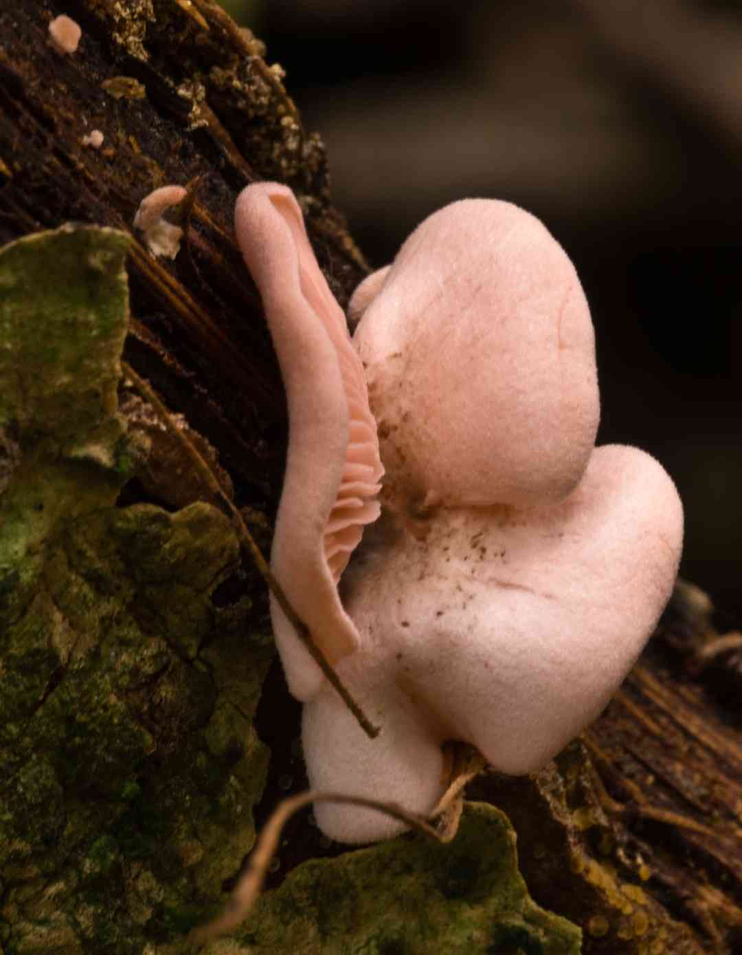 Pink oyster mushroom (Pleurotus djamor) thumbnail 2