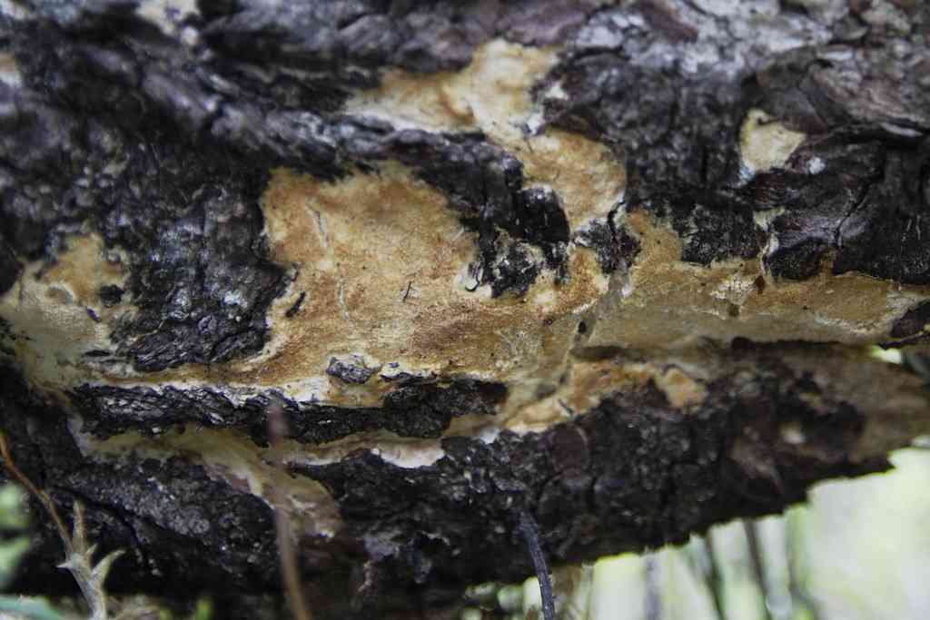 Diplomitoporus crustulinus (Diplomitoporus crustulinus) thumbnail 2