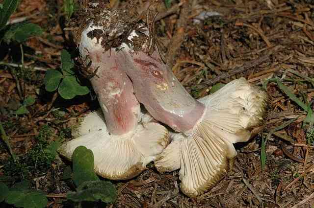 Olive brittlegill (Russula olivacea) thumbnail 3
