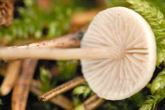Splitpea shanklet (Collybia cookei) thumbnail 2