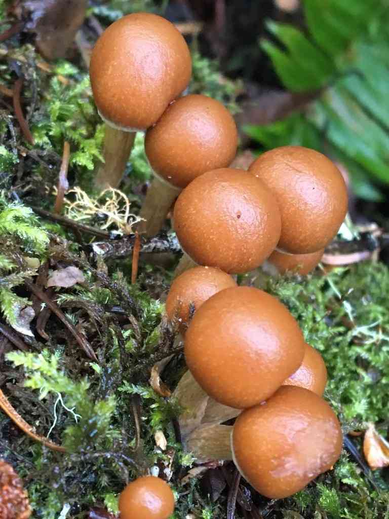 Funeral bell (Galerina marginata) thumbnail 3