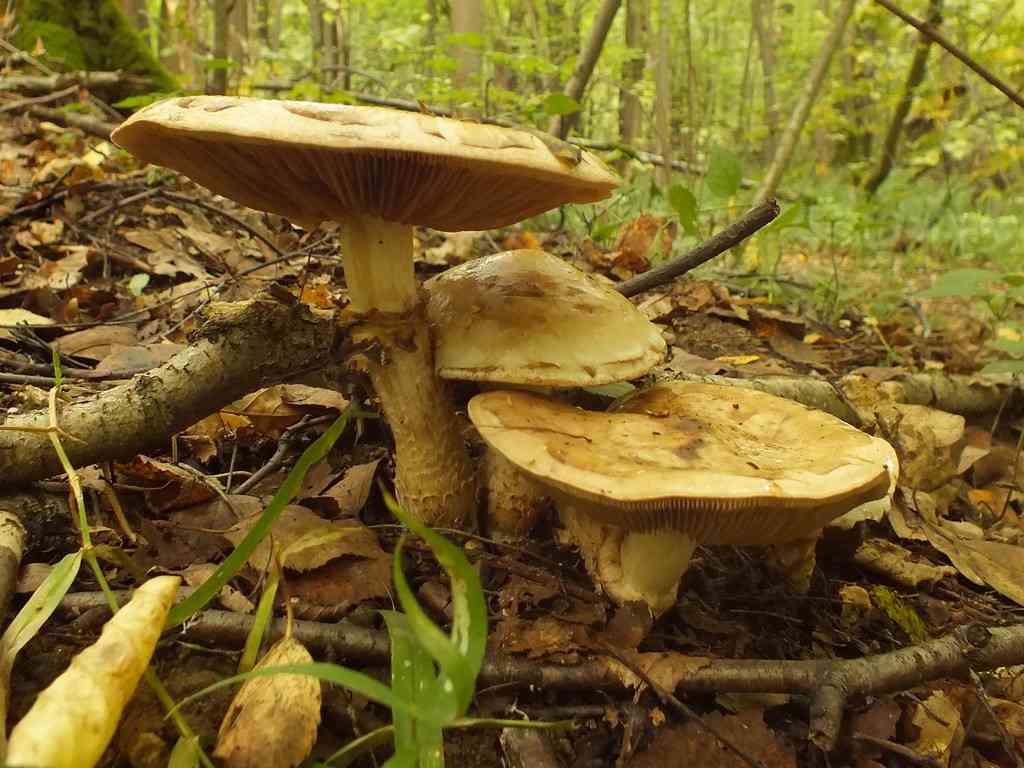 Rooting poison pie (Hebeloma radicosum) thumbnail 1