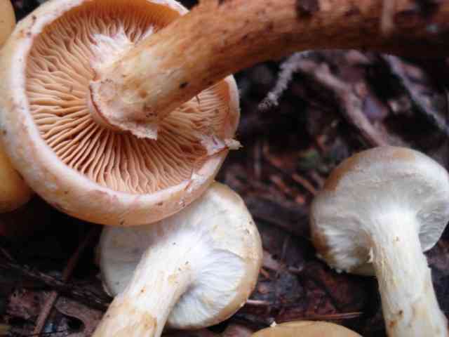 Alder scalycap (Pholiota alnicola) thumbnail 2