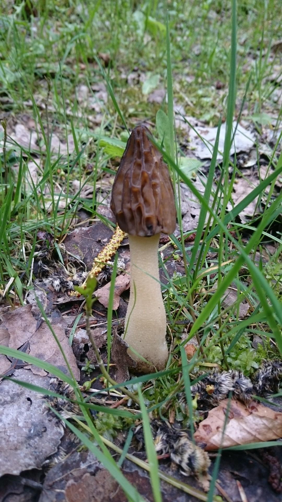 Semifree morel thumbnail 2