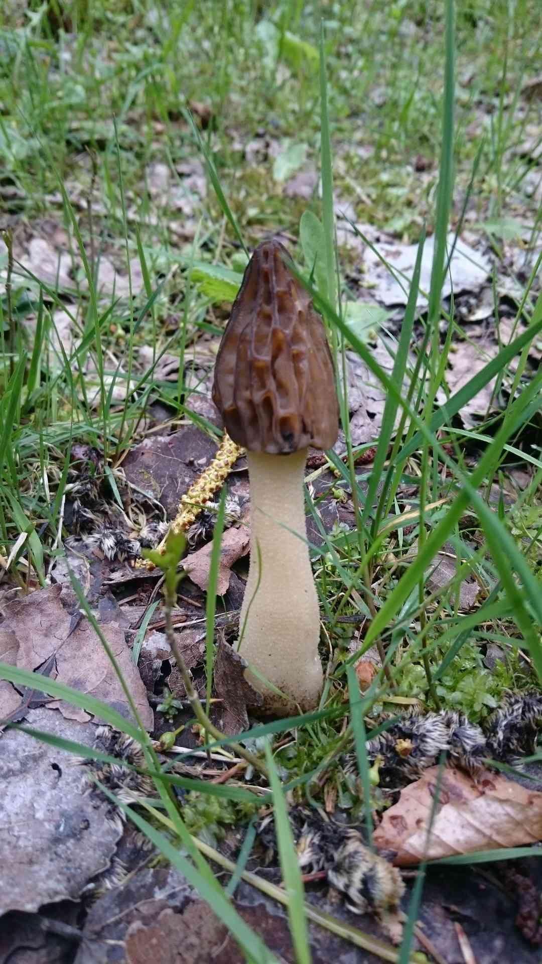 Semifree morel (Mitrophora semilibera) thumbnail 2