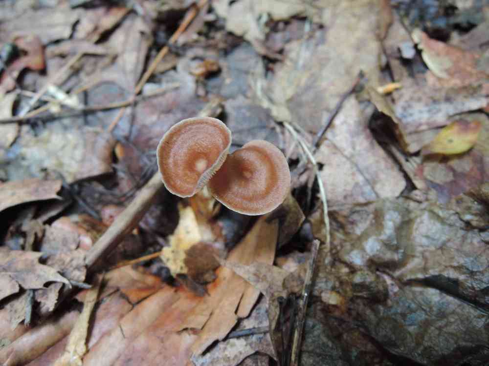 Gymnopus biformis (Gymnopus biformis) thumbnail 2