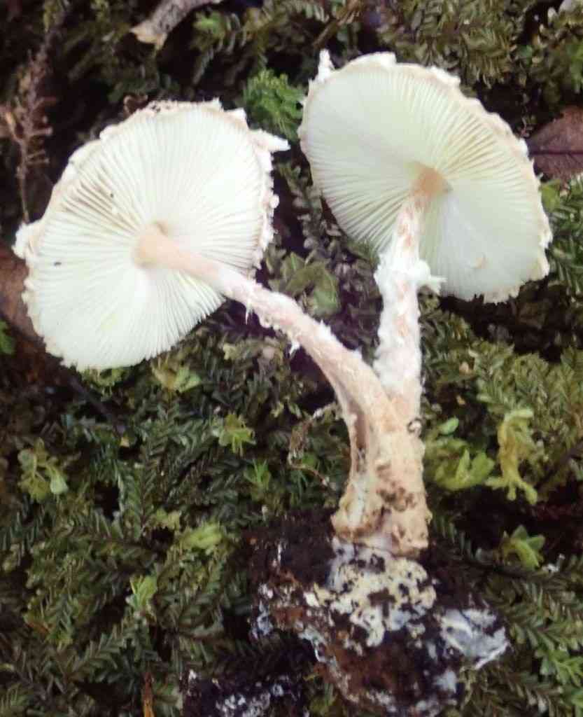 Cystolepiota hetieri (Cystolepiota hetieri) thumbnail 1