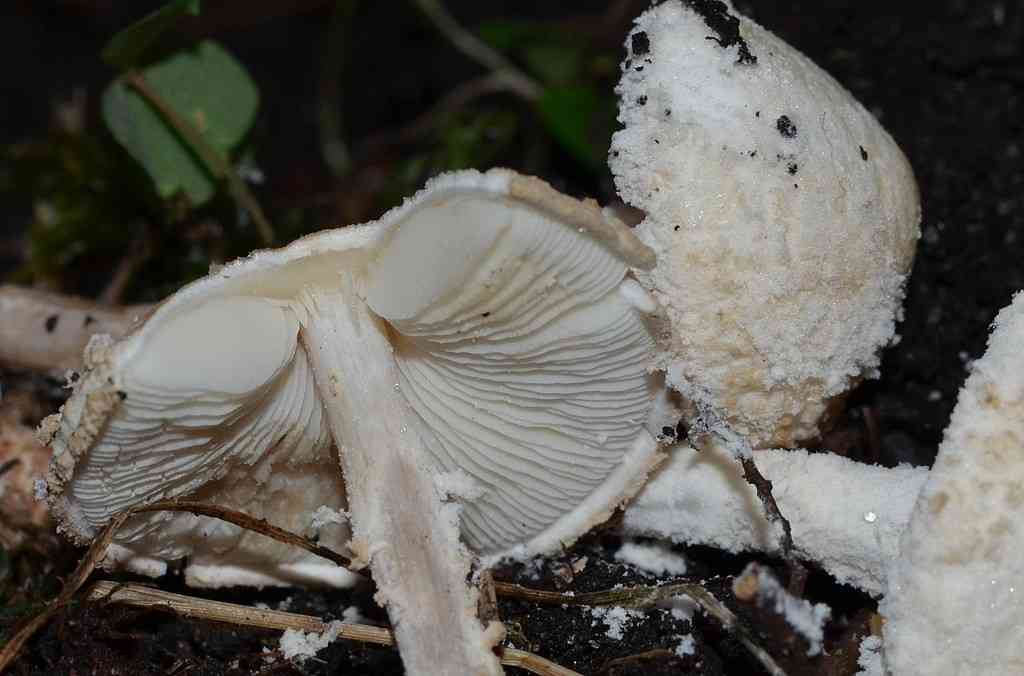 Cystolepiota adulterina (Cystolepiota adulterina) thumbnail 2