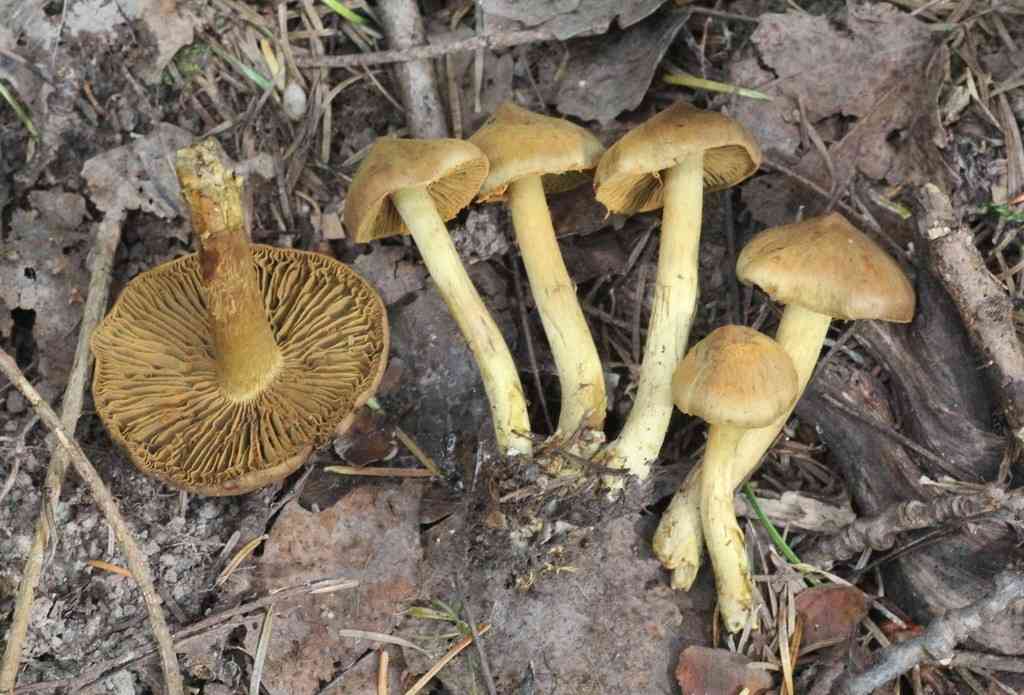 Cortinarius olivaceofuscus (Cortinarius olivaceofuscus) thumbnail 1