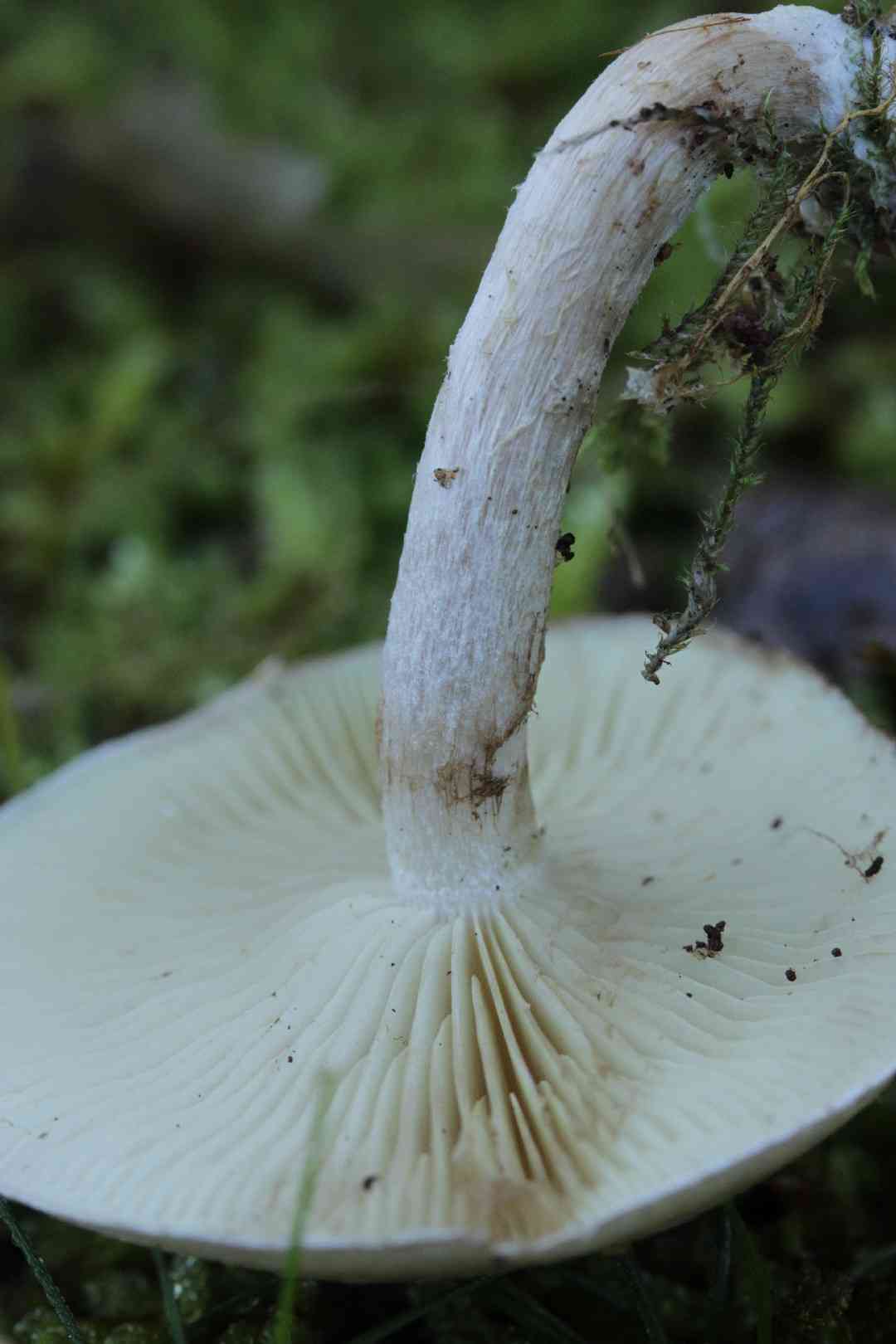 Sticky scalycap (Pholiota gummosa) thumbnail 2