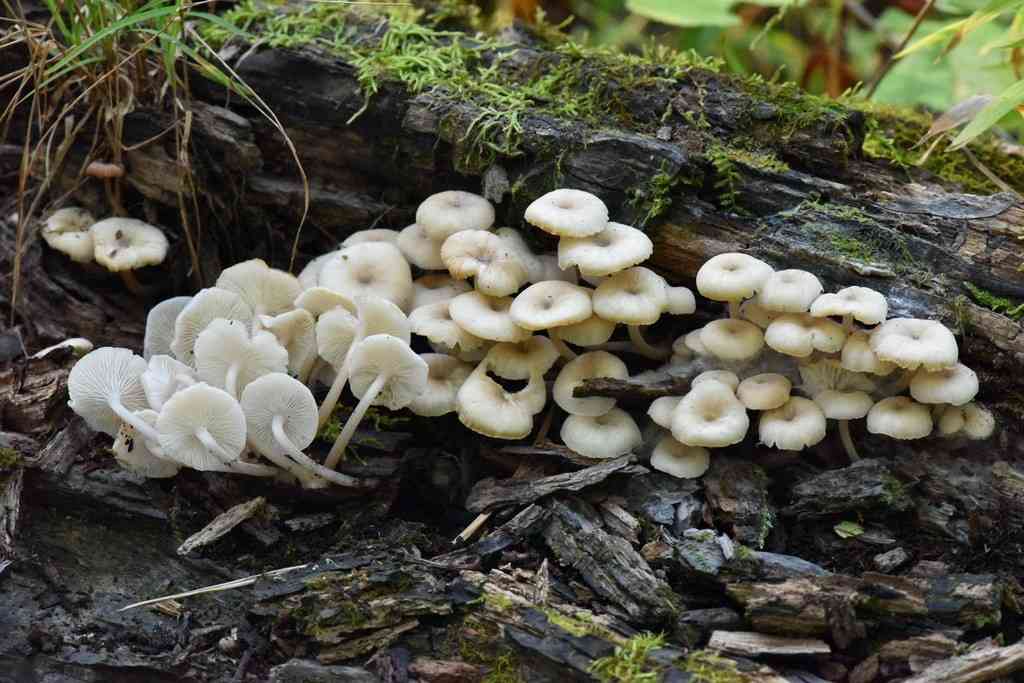 Clitocybula abundans (Clitocybula abundans) thumbnail 1