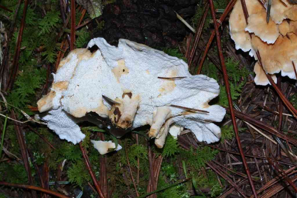 Aromatic earthfan (Sistotrema confluens) thumbnail 1