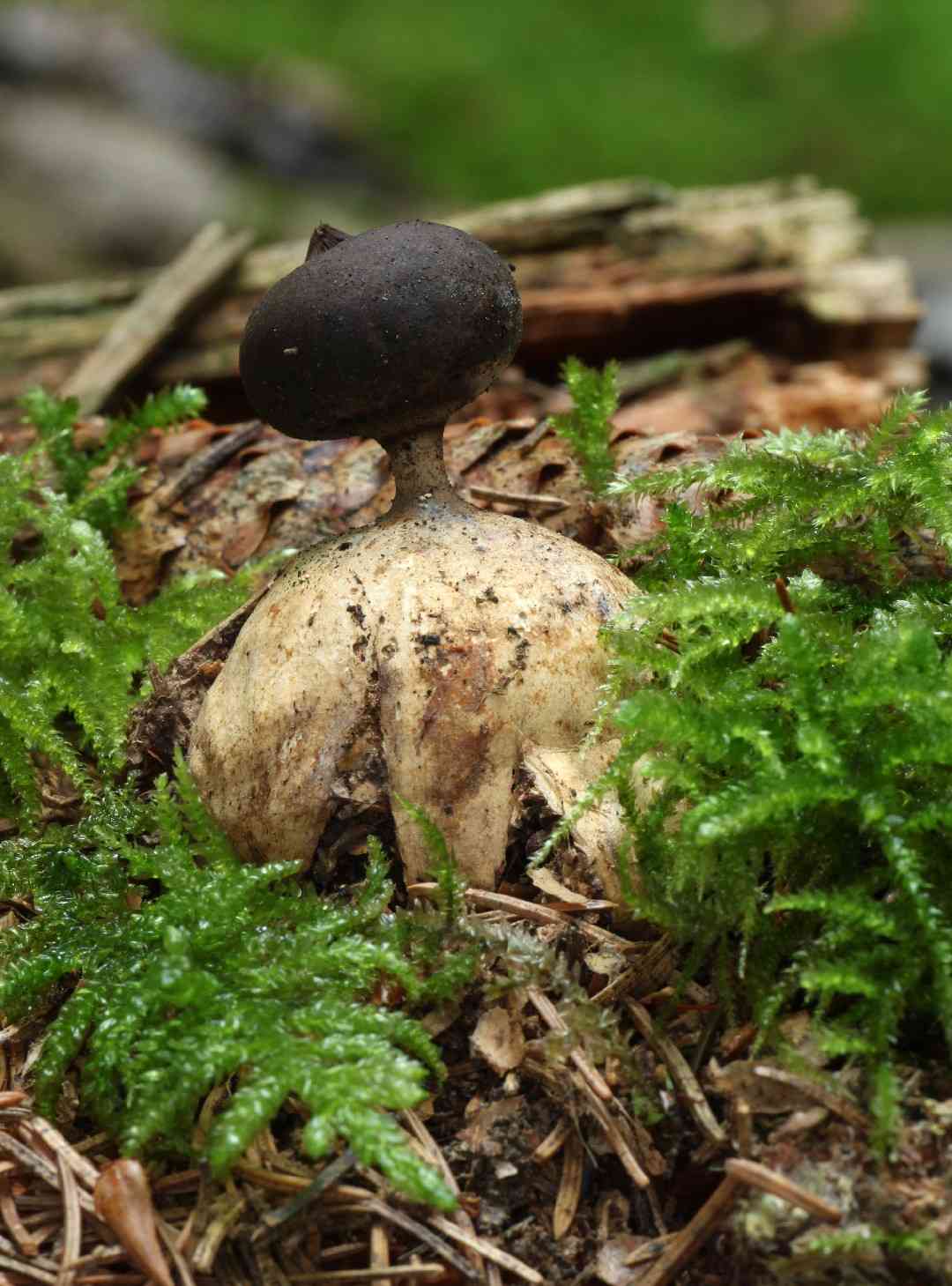 Beaked earthstar (Geastrum pectinatum) thumbnail 1