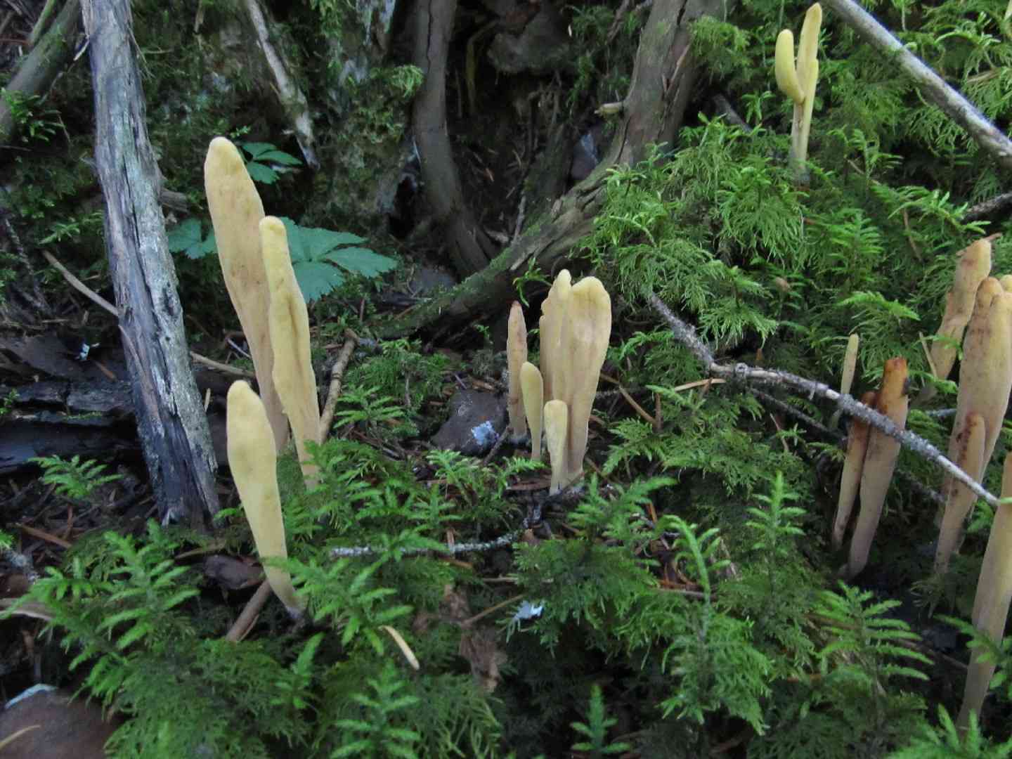 Clavariadelphus sachalinensis (Clavariadelphus sachalinensis) thumbnail 2