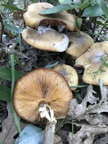 Honey fungus (Armillaria mellea) thumbnail 3
