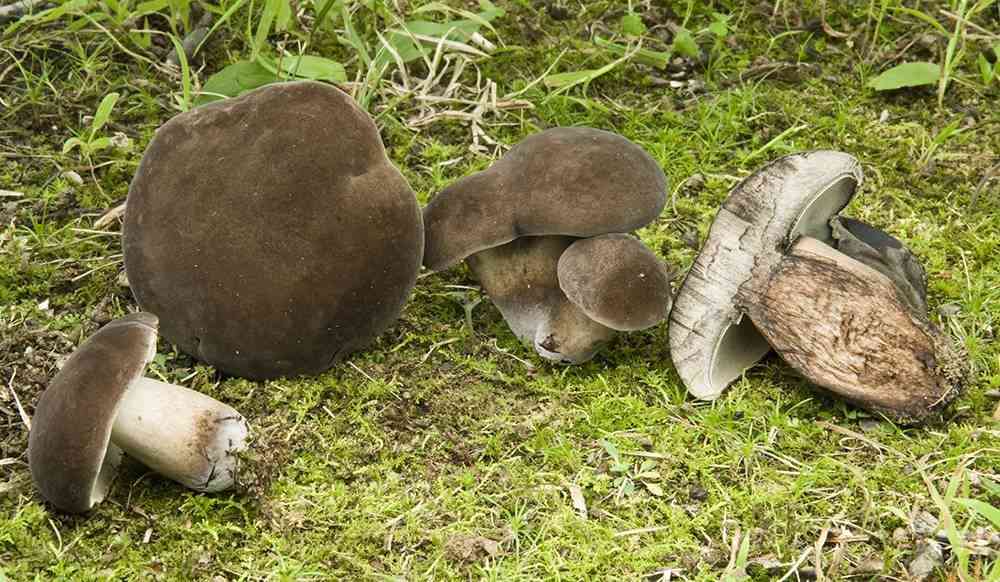 Black velvet bolete (Tylopilus alboater) thumbnail 3