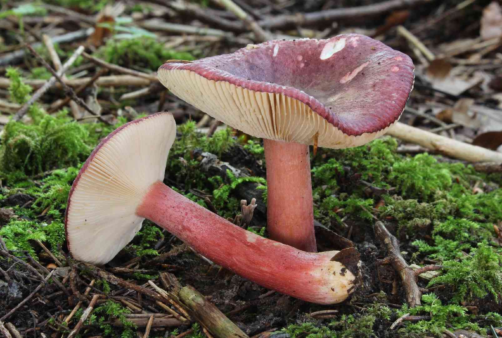 Gooseberry russula