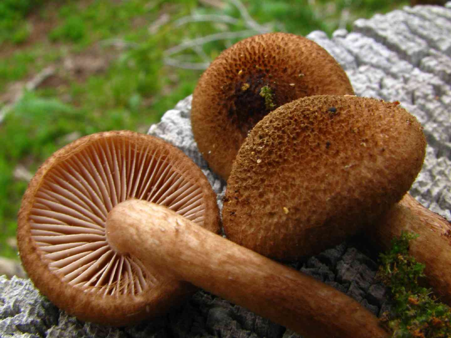 Fleecy fibrecap (Inocybe flocculosa) thumbnail 1