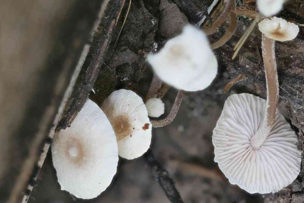 Splitpea shanklet (Collybia cookei) thumbnail 3