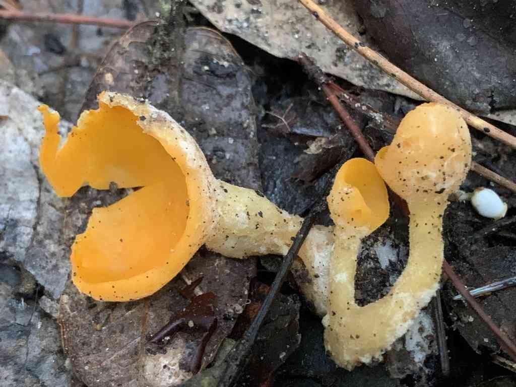 Stalked orange-peel fungus (Sowerbyella rhenana) thumbnail 3
