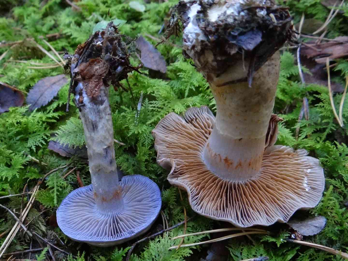 Blushing webcap (Cortinarius cyanites) thumbnail 3