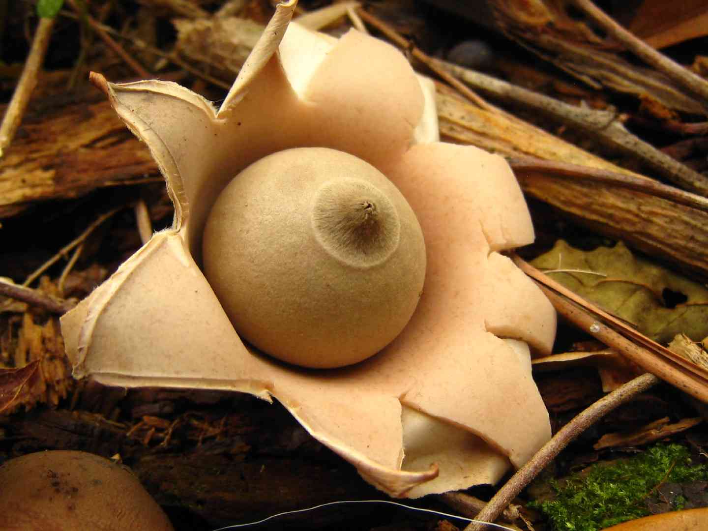 Rounded earthstar (Geastrum saccatum) thumbnail 1