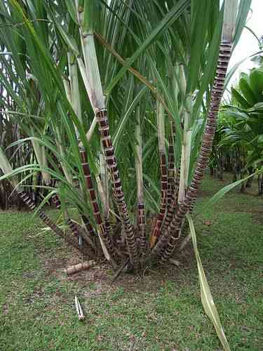 Sugarcane