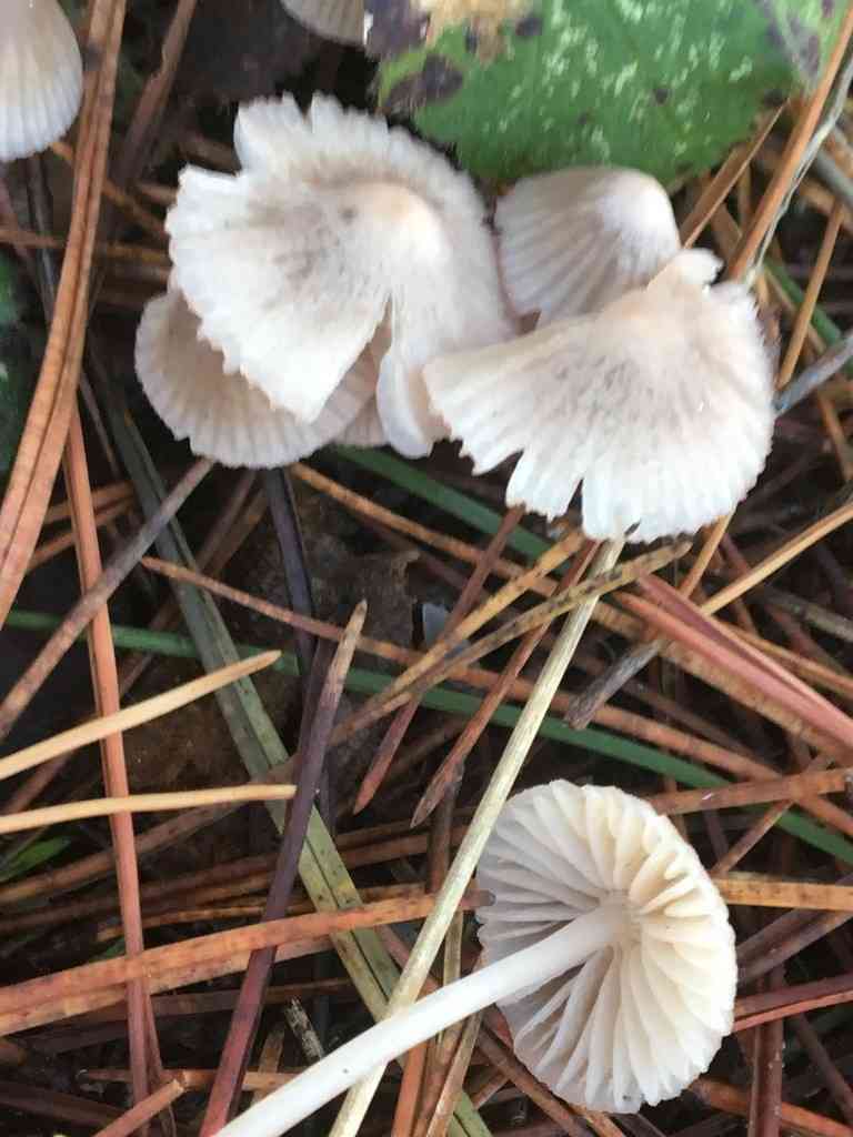 Pinkedge bonnet (Mycena capillaripes) thumbnail 3