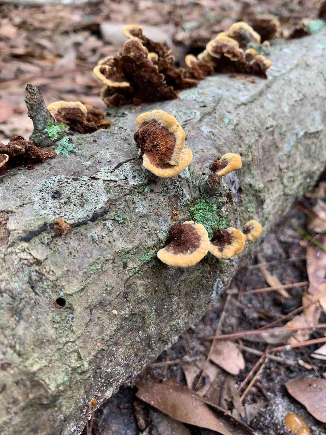 Mustard yellow polypore
