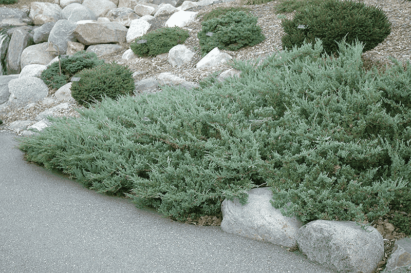 Creeping juniper