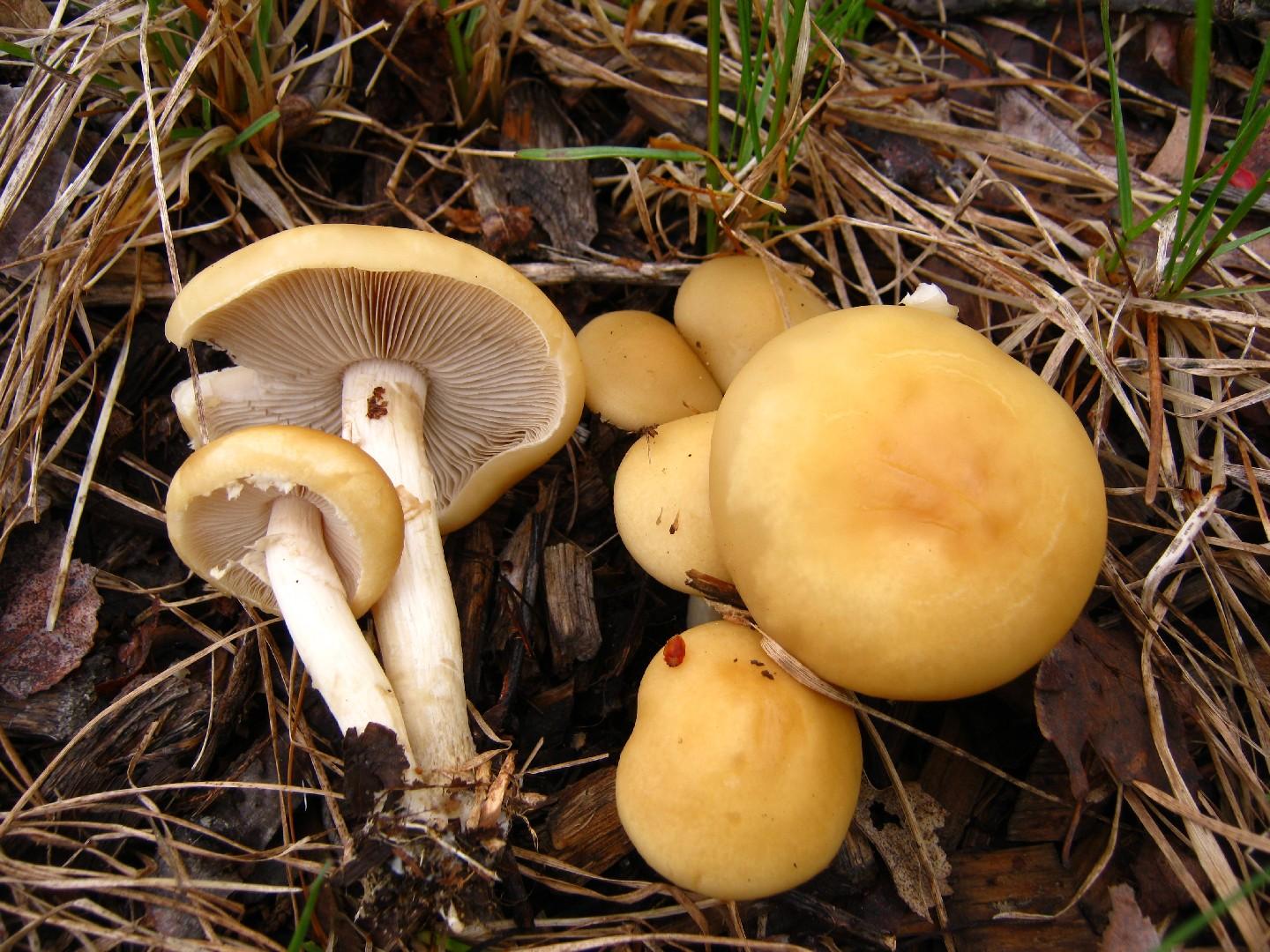 Spring fieldcap
