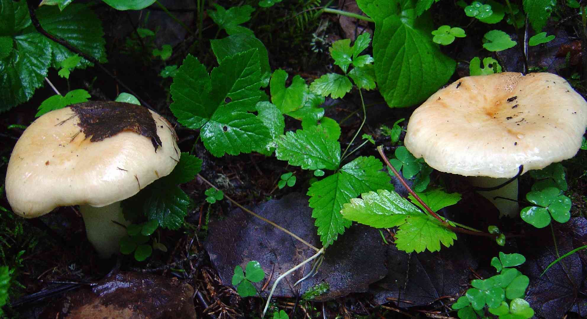 Viscid brittlegill (Russula viscida) thumbnail 2