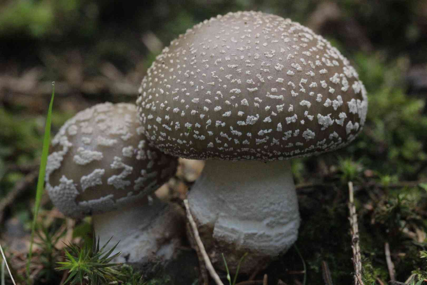 Grey spotted amanita (Amanita excelsa) thumbnail 1